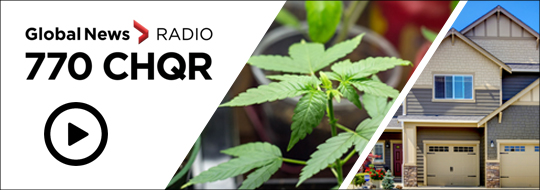 Radio interview cannabis