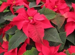 Poinsetta