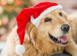 Golden Retriever wearing a Santa hat