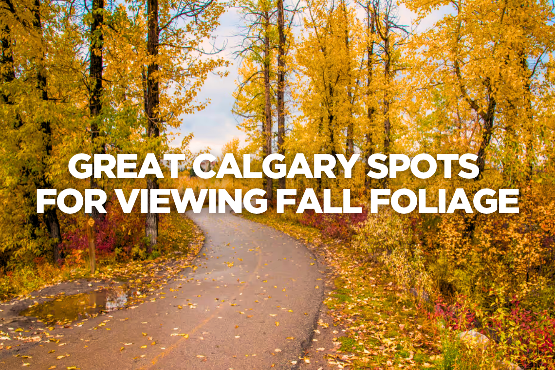 if you’re in the mood for treating your senses with the colours of the season, make sure you check out the following spots – while you can!