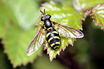 Hovering Hoverflies---web Hovering Hoverflies---web