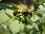 Wonderful-Wasps--web