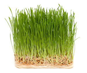 Cat-Grass---web