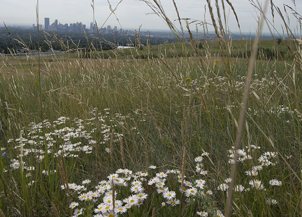 NoseHill_4web NoseHill_4web