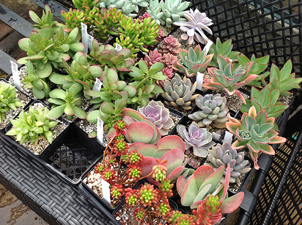 succulents2web succulents2web