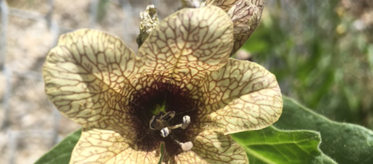 The usual definition of a weed is a plant growing where you don’t want it.   Identifying what's a weed, however, takes a bit more effort. Photo courtesy Donna Balzer/For CREB®Now