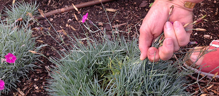 Deadheading involves cutting flowers off after they fade to encourage more flowers. Photo by Donna Balzer/For CREB®Now