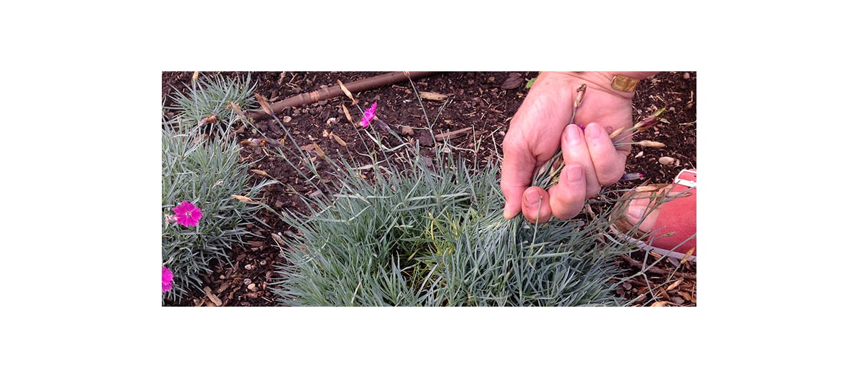 Deadheading involves cutting flowers off after they fade to encourage more flowers. Photo by Donna Balzer/For CREB®Now