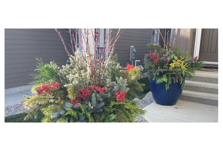 Anything being pruned selectively is fair game for seasonal decorating. Photo by Donna Balzer/For CREB®Now