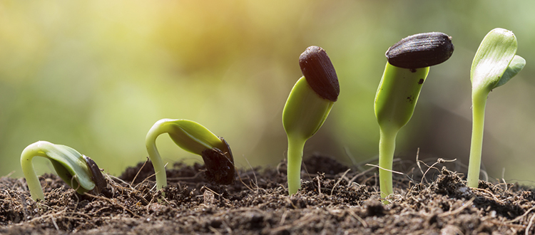 Depending on how much space you have available for seedlings, you will want to choose to start them sooner or later.