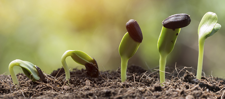 Depending on how much space you have available for seedlings, you will want to choose to start them sooner or later. 