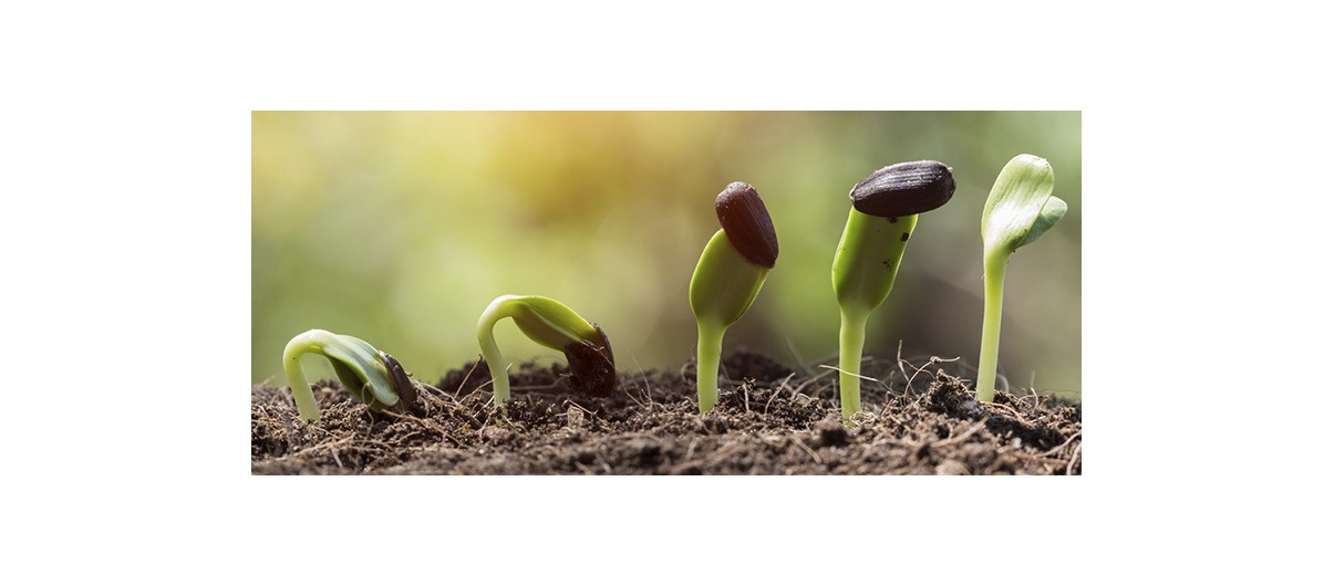 Depending on how much space you have available for seedlings, you will want to choose to start them sooner or later.