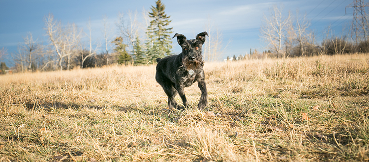 Calgary's Beltline area was chosen as the site of the most recent off-leash park after the City of Calgary identified almost 650 dogs licensed in the area. Photo by Michelle Hofer/For CREB®Now.