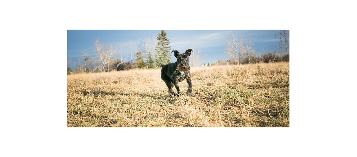 Calgary's Beltline area was chosen as the site of the most recent off-leash park after the City of Calgary identified almost 650 dogs licensed in the area. Photo by Michelle Hofer/For CREB®Now.
