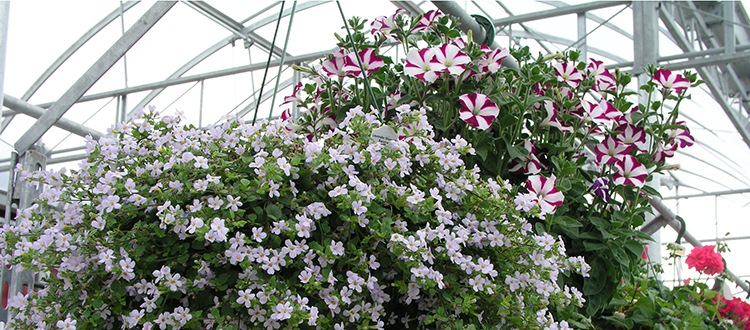 Gardening guru Donna Balzer suggests, If permitted, adding containers to the edge of the balcony rail to give more planting space.