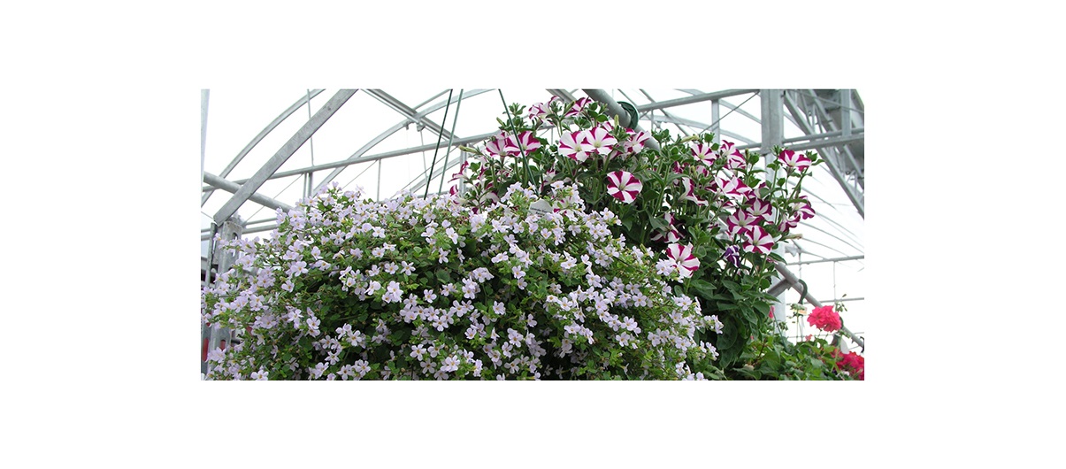 Gardening guru Donna Balzer suggests, If permitted, adding containers to the edge of the balcony rail to give more planting space.