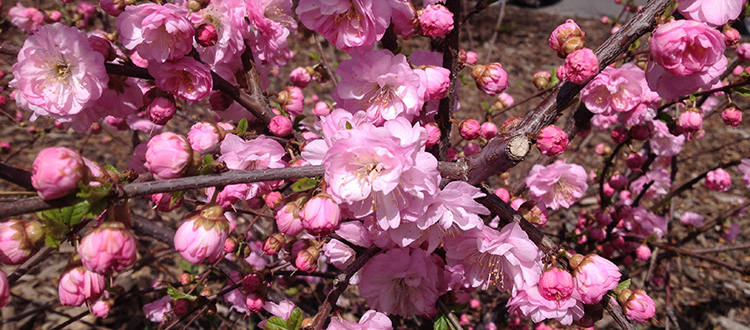 Thisdouble flowering plum in bloom in May might be nice on the south side of a dark blue house, but not so nice in front of orange. Photo by Donna Balzer/For CREB®Now