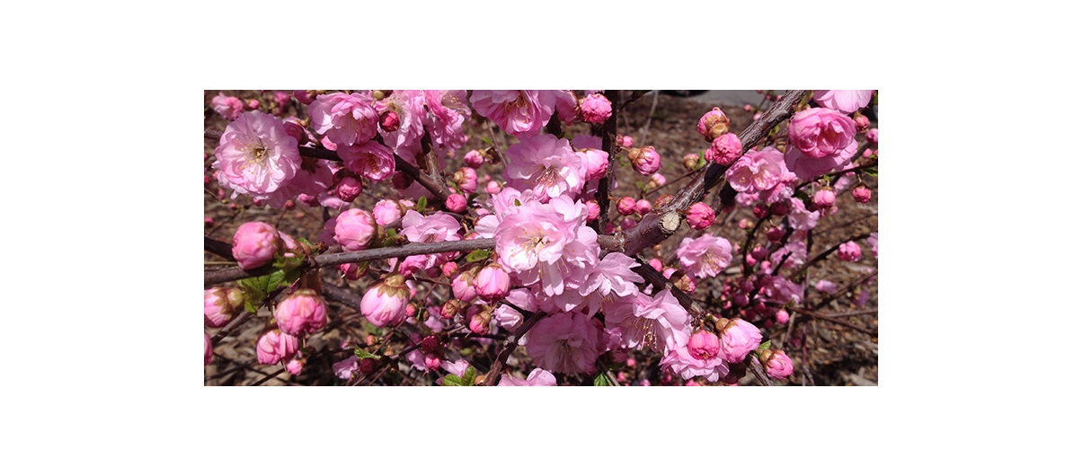 Thisdouble flowering plum in bloom in May might be nice on the south side of a dark blue house, but not so nice in front of orange. Photo by Donna Balzer/For CREB®Now