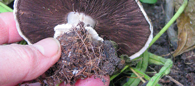 If your yard is a bar, mushrooms are not just furniture. They are the patrons and the servers in your yard bar. They drink in the sugars and pass around the snacks. Photo by Donna Balzer/For CREB®Now