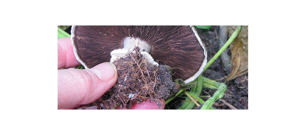 If your yard is a bar, mushrooms are not just furniture. They are the patrons and the servers in your yard bar. They drink in the sugars and pass around the snacks.  Photo by Donna Balzer/For CREB®Now