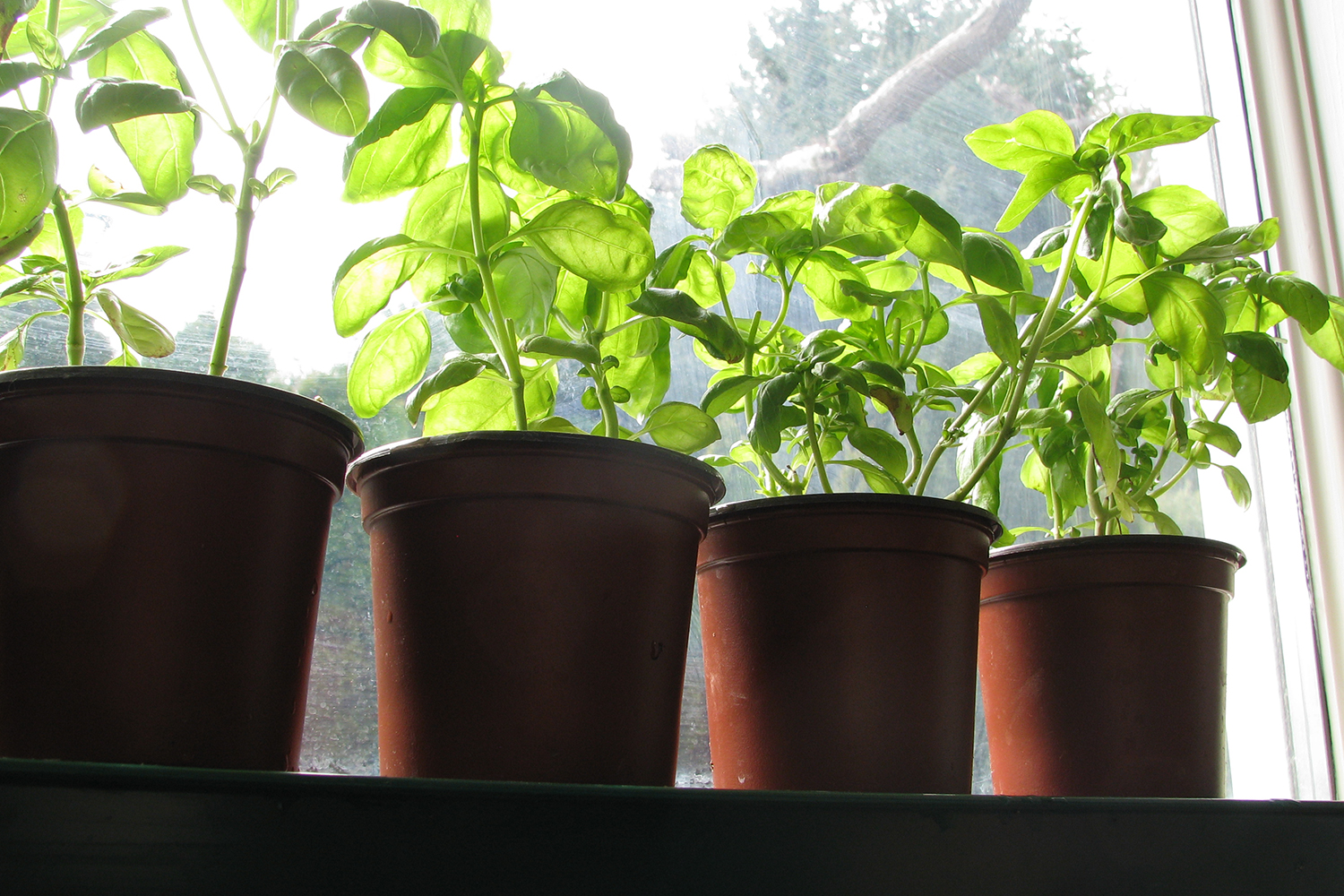 A simple windowsill is all that is needed to grow delicious, fresh herbs, like basil. Photo by Donna Balzer / For CREB®Now