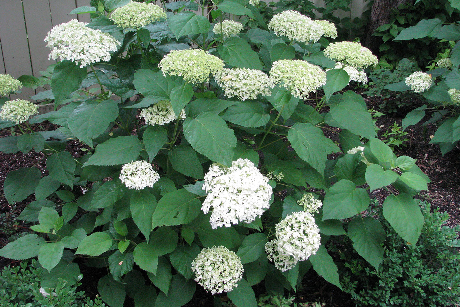 The Pee Gee hydrangea is one of several plants that will continue to bloom well into the fall.
Donna Balzer / For CREB®Now