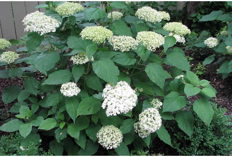 The Pee Gee hydrangea is one of several plants that will continue to bloom well into the fall.
Donna Balzer / For CREB®Now