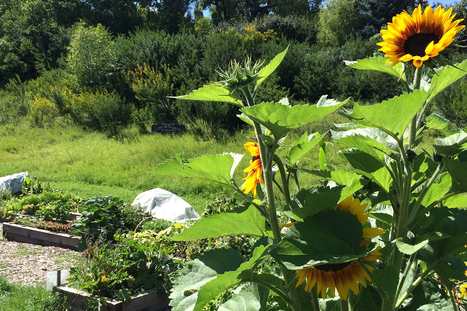 The Cliff Bungalow Community Garden is one of several similar installations sprinkled throughout the city, and interest in creating new community gardens continues to grow, according to the Calgary Horticultural Society.
Courtesy Lynn MacCallum