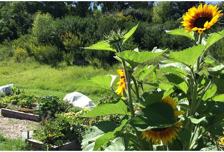 The Cliff Bungalow Community Garden is one of several similar installations sprinkled throughout the city, and interest in creating new community gardens continues to grow, according to the Calgary Horticultural Society.
Courtesy Lynn MacCallum