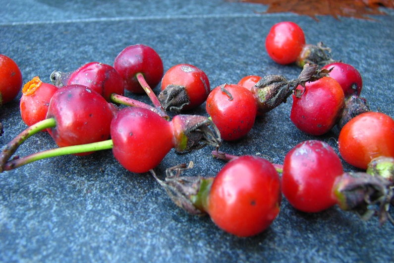 Rose hips are packed with vitamin C to protect against the
all-too-common winter cold.
Donna Balzer / For CREB®Now