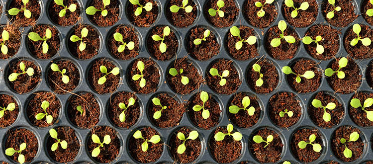 Creating that perfect garden can start by seeding flats in preparation for warmer temperatures.