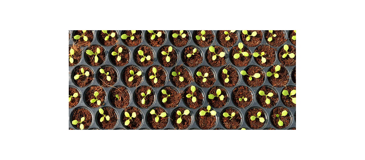 Creating that perfect garden can start by seeding flats in preparation for warmer temperatures.