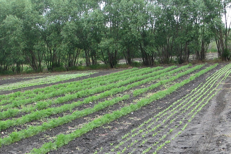 A shelterbelt will prevent strong winds from battering your rural home, yard and garden.
Donna Balzer / For CREB®Now