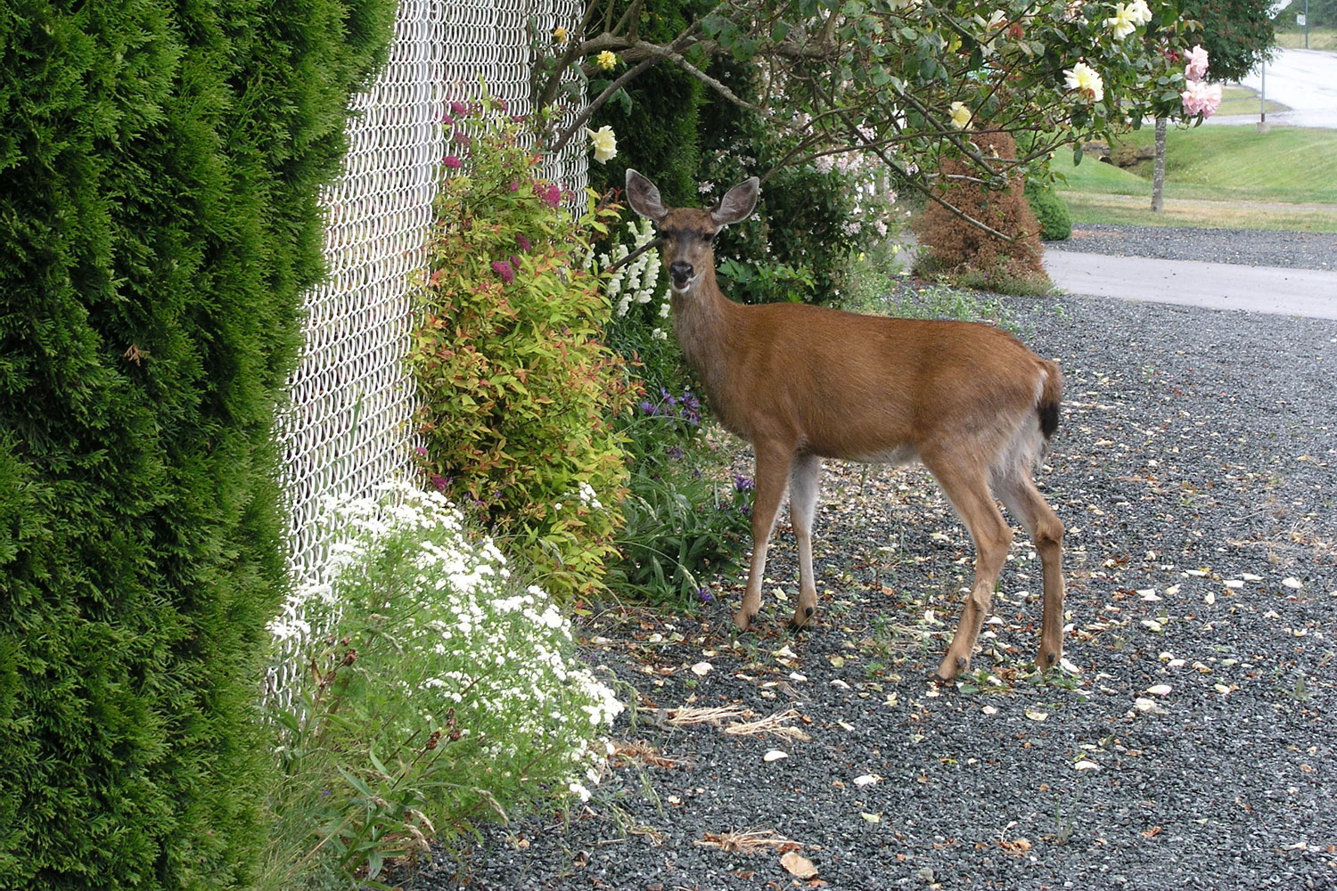 Deer won't jump over a fence into your yard if they can't see what's on the other side.
Donna Balzer / For CREB®Now