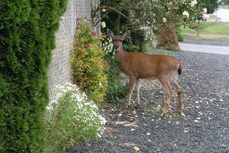 Deer won't jump over a fence into your yard if they can't see what's on the other side. 
Donna Balzer / For CREB®Now
