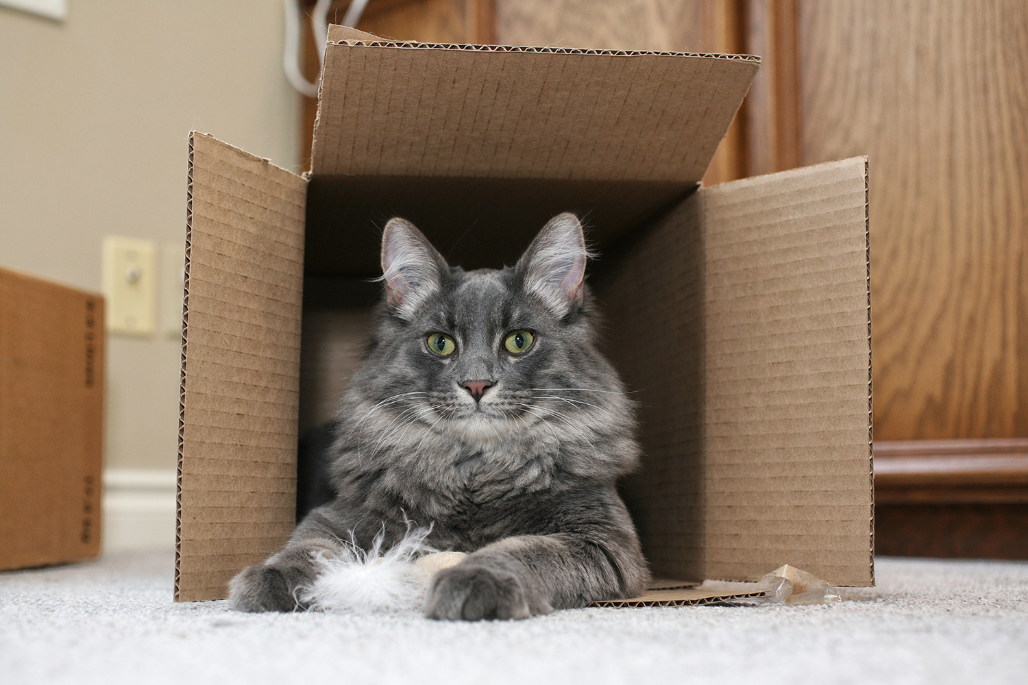 Giving animals (like Loki pictured above) time and space to explore their new surroundings on their own time is key to reducing pet anxiety. Photo by Charanjeet Jugdev / For CREB®Now