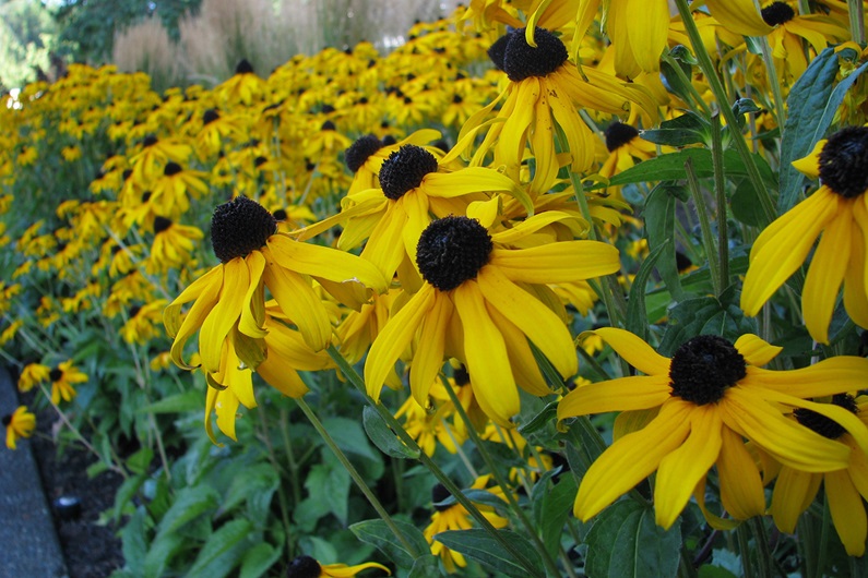 Hardy perennials like Rudbeckia might hang onto their petals into November.
Donna Balzer / For CREB®Now