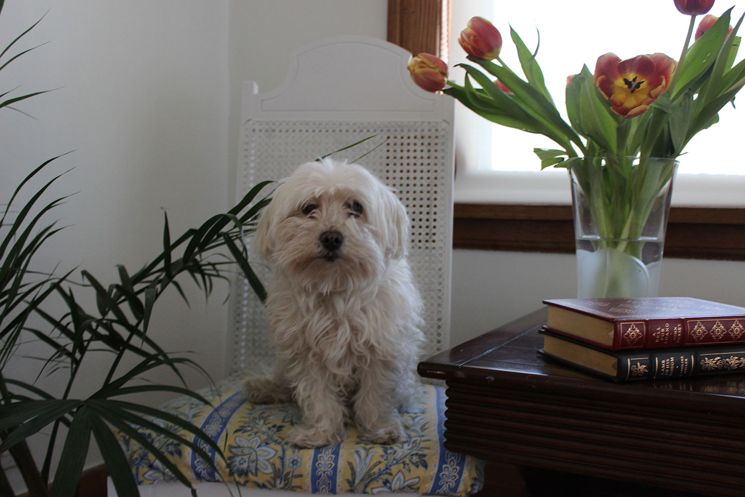 Ashley McCallum's bichon shih tzu, Molly.
Courtesy Ashley McCallum