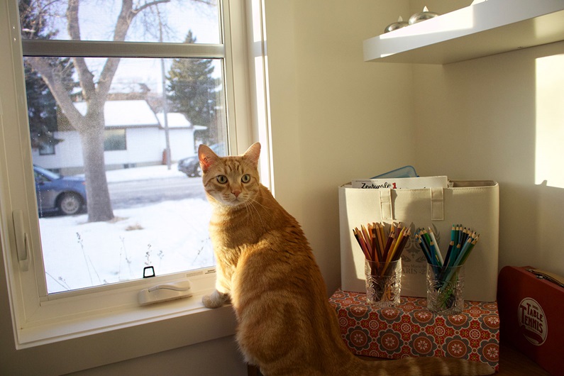 Kathryn Trenerry-Harker's beloved tabby cat Theo in the family's Renfrew home.
Courtesy Charlie Harker