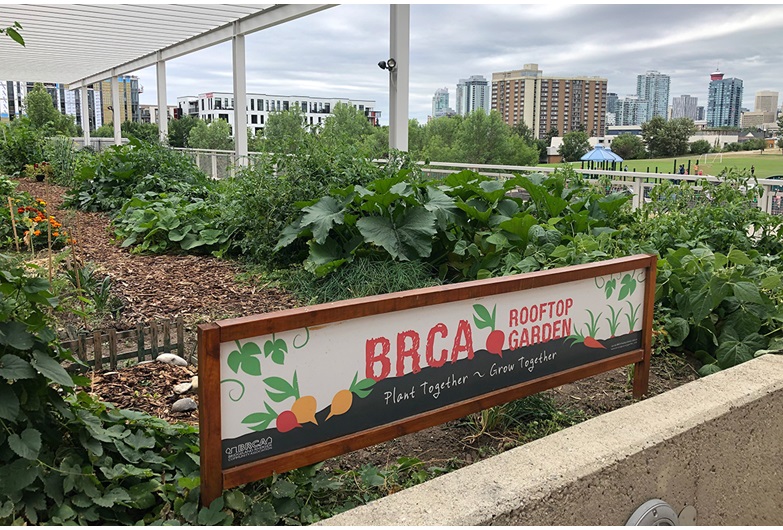 The Bridgeland-Riverside Community Association’s rooftop community garden showcases nature-based solutions in action.
Courtesy of the Land Stewardship Centre 