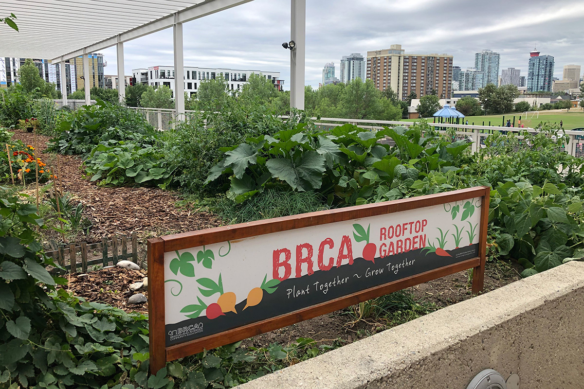 The Bridgeland-Riverside Community Association’s rooftop community garden showcases nature-based solutions in action.
Courtesy of the Land Stewardship Centre 