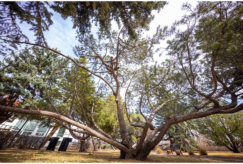 A 100-year-old mugo pine towers over the Officers' Mess Hall and Garden in Currie. 
Courtesy of Canada Lands Co.