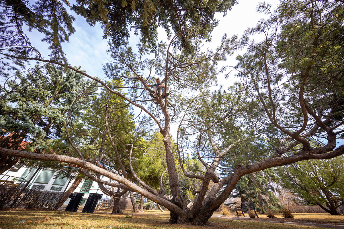 A 100-year-old mugo pine towers over the Officers' Mess Hall and Garden in Currie. 
Courtesy of Canada Lands Co.